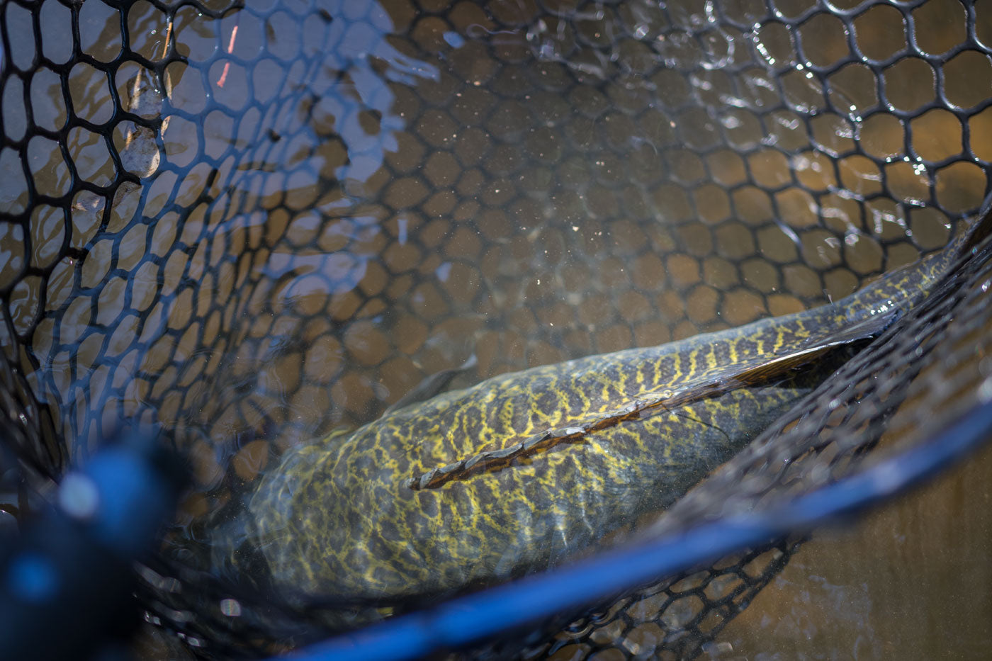 'FOLDAWAY' Large Folding Landing Net
