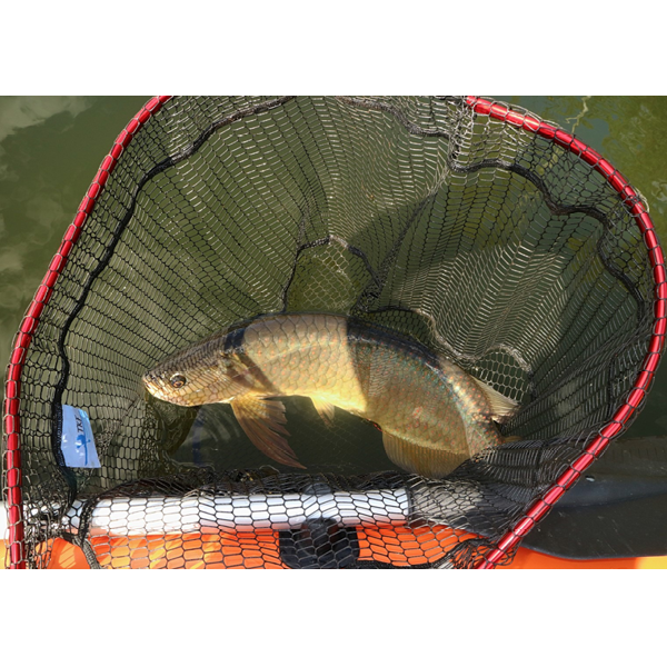 'FOLDAWAY' Large Folding Landing Net